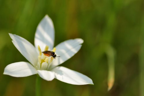 flower nature plant