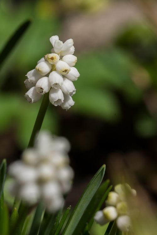 flower nature plant