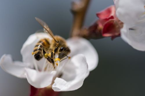 flower nature bee