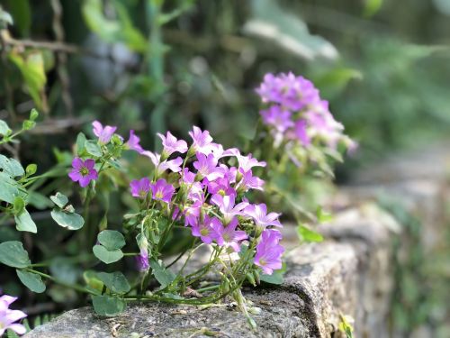 flower nature plant