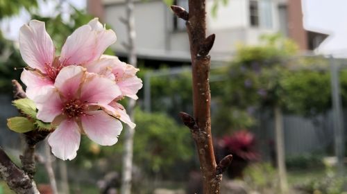 flower nature plant