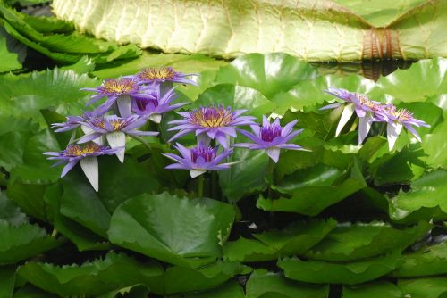 flower plant nature