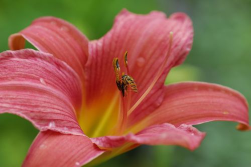 flower nature plant