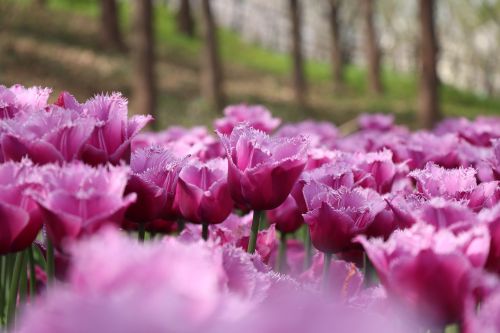 flower nature plant