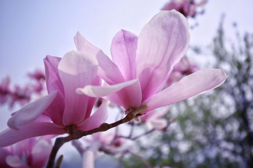 flower plant magnolia
