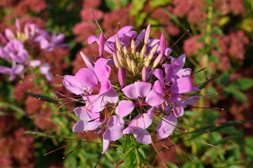 flower plant nature