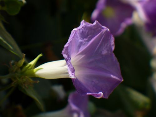 flower nature plant