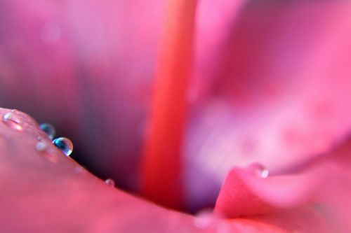 flower petals water