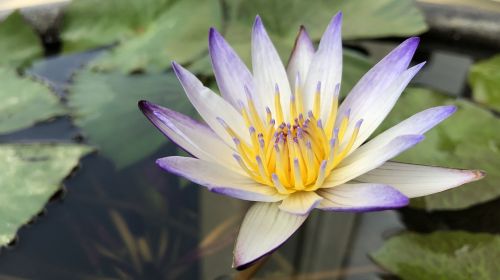 flower pond plant