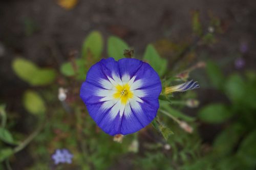 flower nature plant