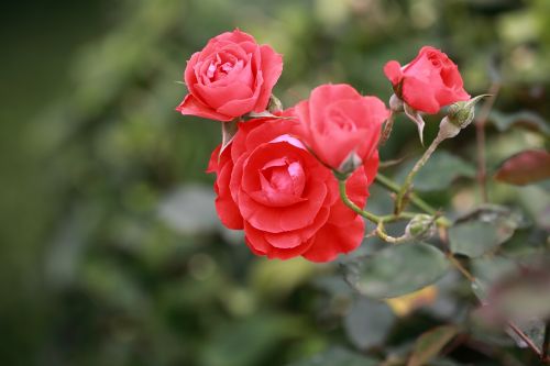 flower rose nature