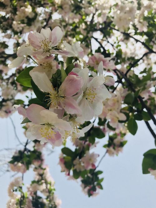 flower plant branch