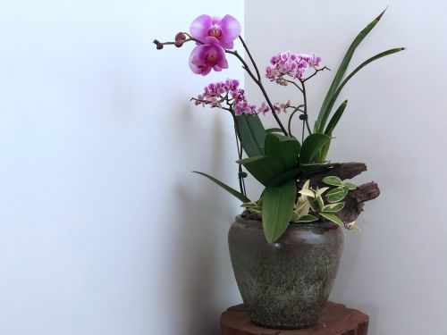 flower plant vase