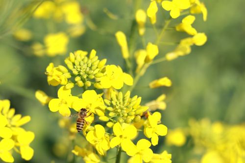 flower nature field