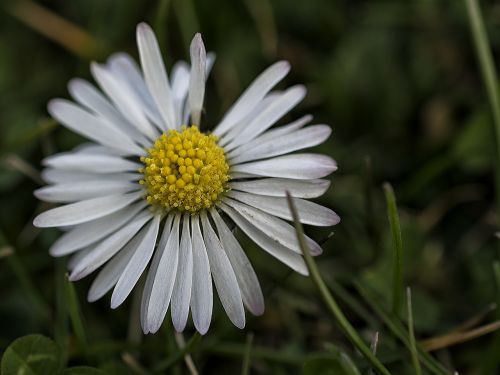 flower plant nature