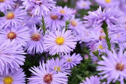 flower plant nature