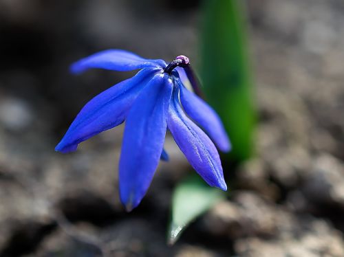 flower plant nature