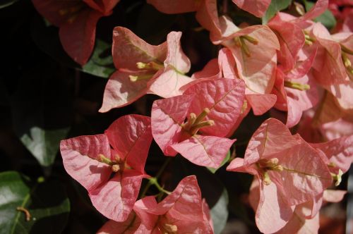 flower nature pink flower