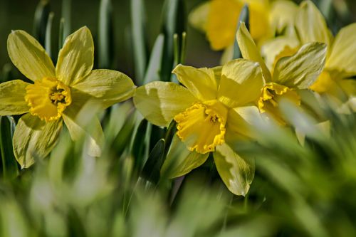 flower nature plant