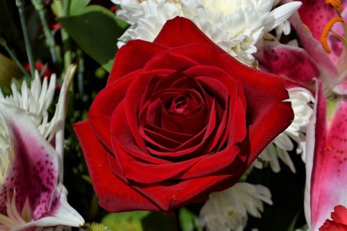 flower rose flora
