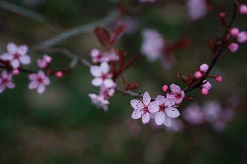 flower nature plant