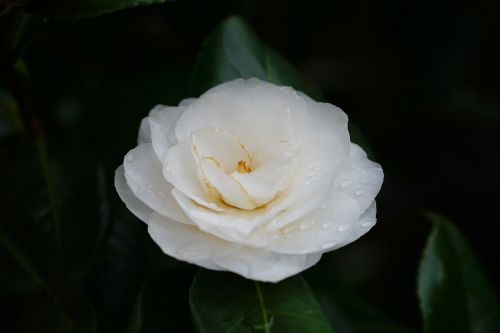 flower plant leaf