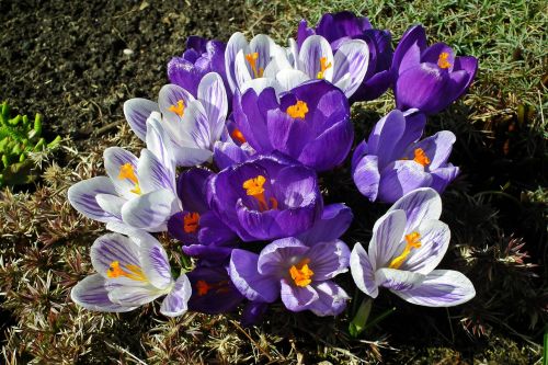 flower crocus colorful