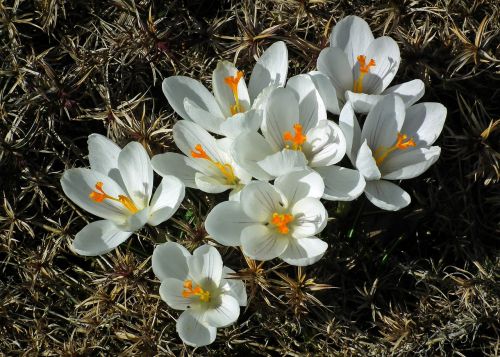 flower crocus white