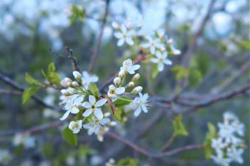 flower tree nature