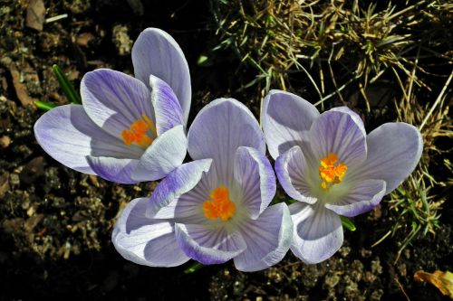 flower krokus spring