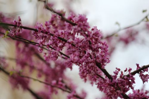flower tree branch