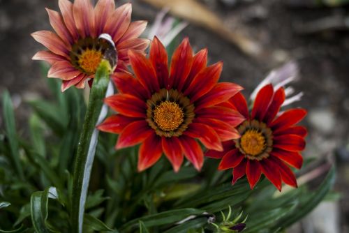 flower plant nature