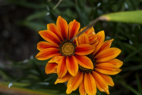 flower plant nature