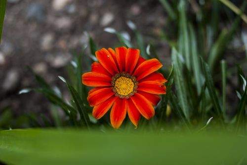 flower nature plant