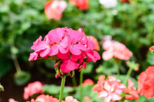 flower gardens pink flower