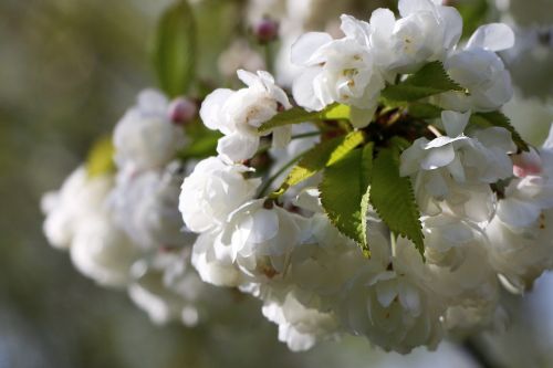 flower flora tree