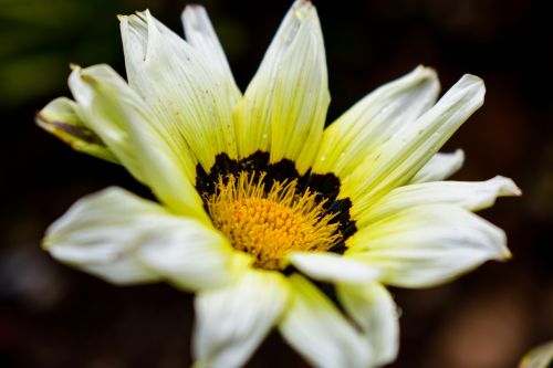 flower nature plant