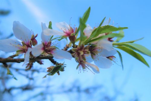 flower nature plant