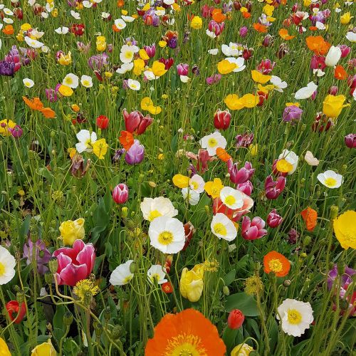 flower flora field
