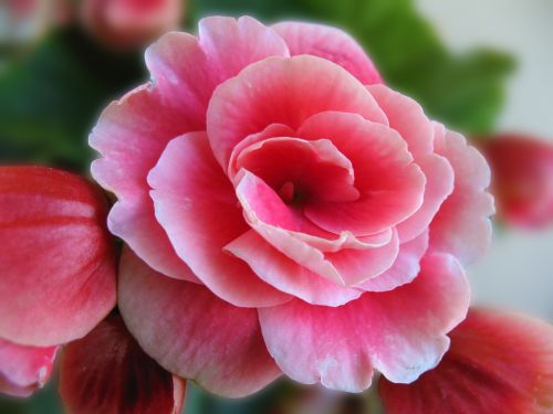 flower pink spring