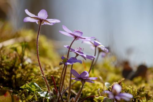 flower hepatica nature