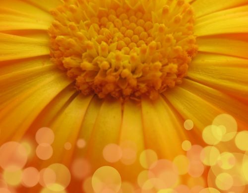 flower daisy macro