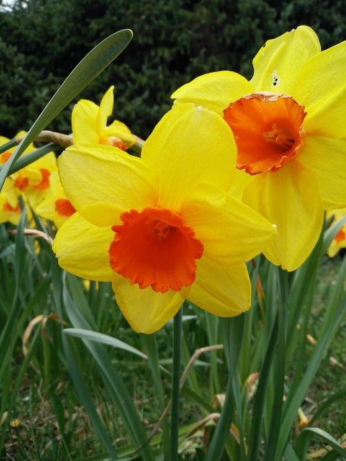 flower plant nature