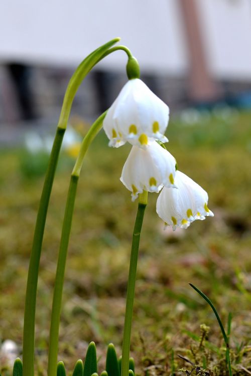 flower nature plant