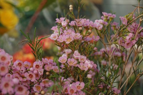 flower nature garden