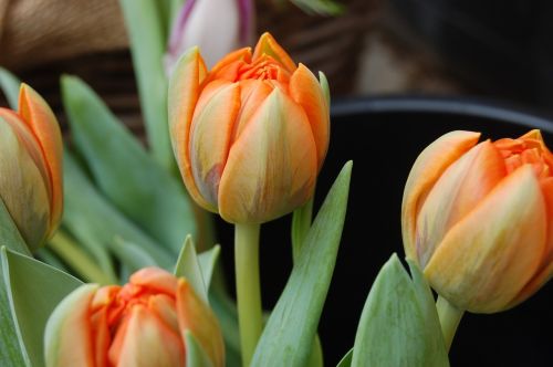 flower tulip floral