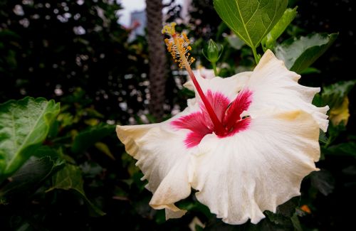 flower nature leaf