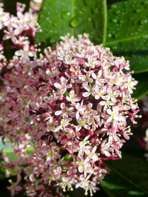 flower plant nature