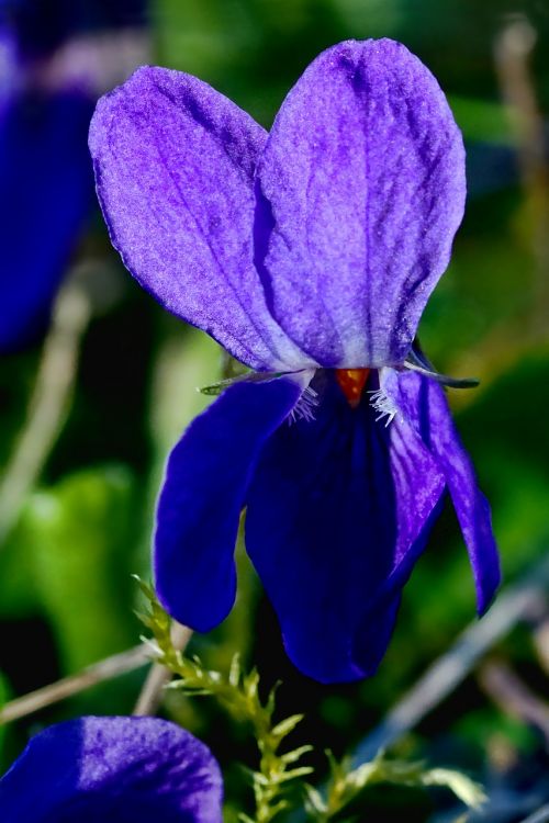 flower plant violet