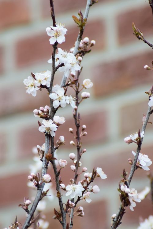 flower tree nature